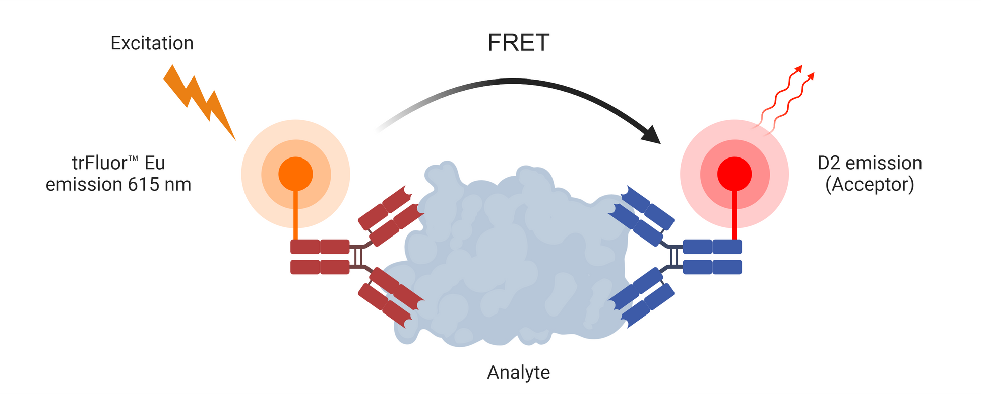 Buccutite™ Rapid trFluor™ D2 Acceptor Antibody Labeling Kit *Microscale Optimized for Labeling 100 ug Antibody Per Reaction* - AAT Bioquest
