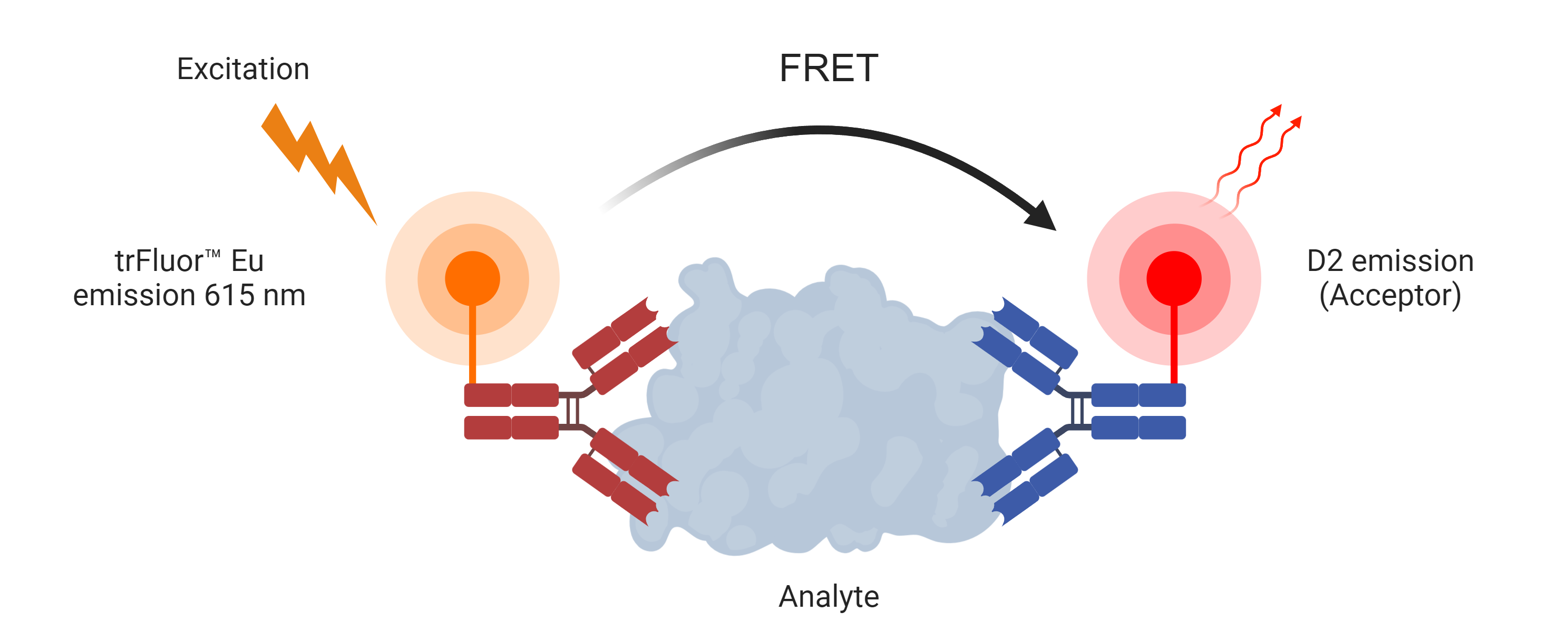 Buccutite™ Rapid trFluor™ D2 Acceptor Antibody Labeling Kit *Microscale Optimized for Labeling 100 ug Antibody Per Reaction* - AAT Bioquest