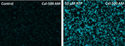 Cal-500™ AM - AAT Bioquest