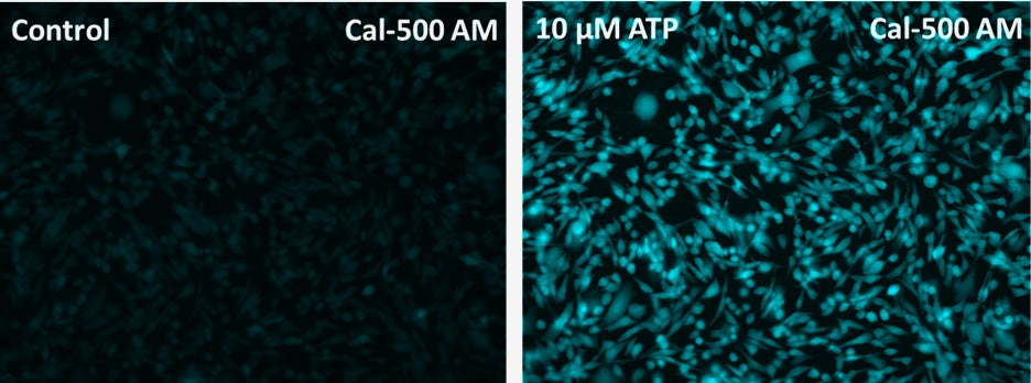 Cal-500™ AM - AAT Bioquest