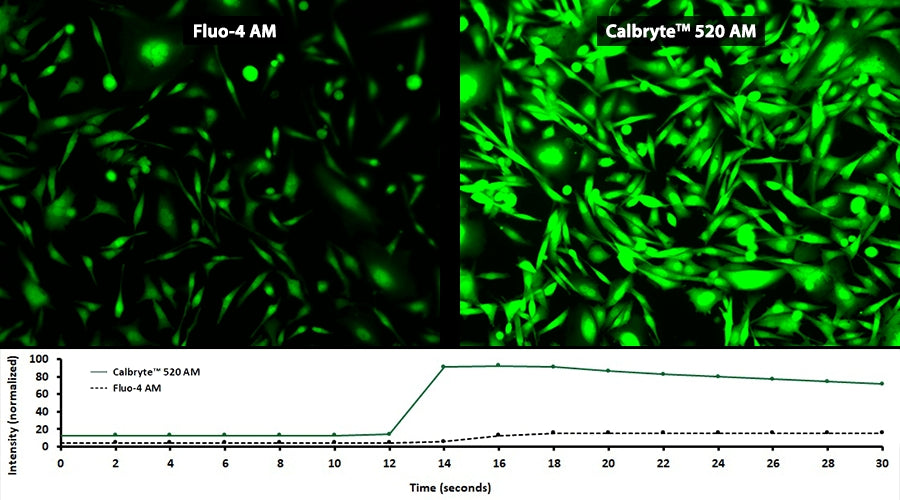 Calbryte™ 520 AM - AAT Bioquest