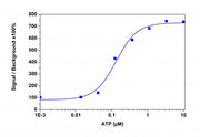 Calbryte™ 590 AM - AAT Bioquest