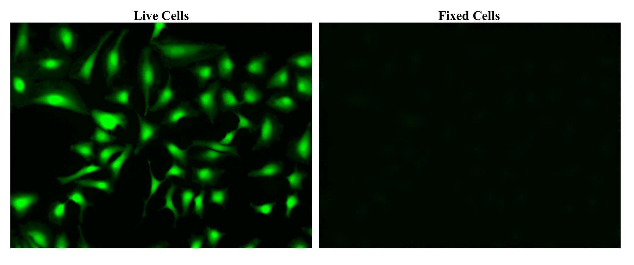 Calcein, AM *CAS 890090-35-4* - AAT Bioquest