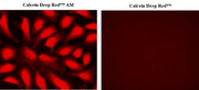 Calcein Deep Red™ - AAT Bioquest