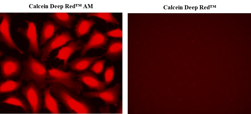 Calcein Deep Red™ - AAT Bioquest