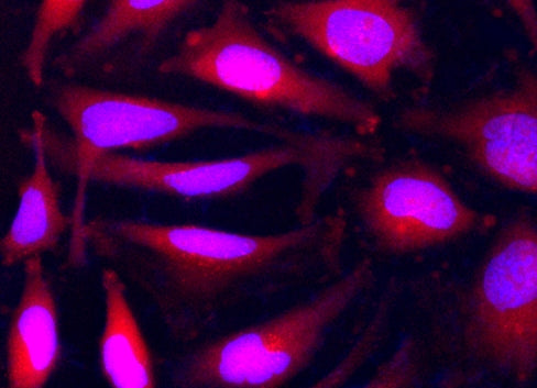 Calcein Orange™ diacetate - AAT Bioquest