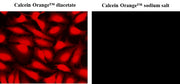 Calcein Orange™ sodium salt - AAT Bioquest
