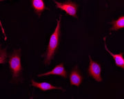 Calcein Red™ AM - AAT Bioquest