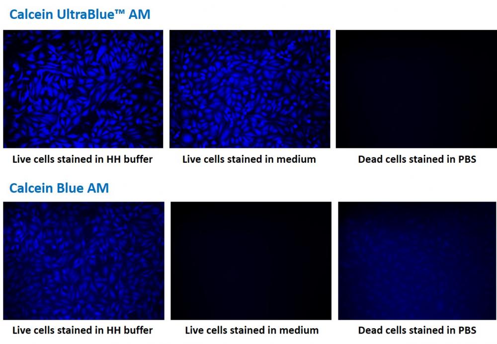 Calcein UltraBlue™ AM - AAT Bioquest