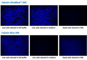 Calcein UltraBlue™ AM - AAT Bioquest