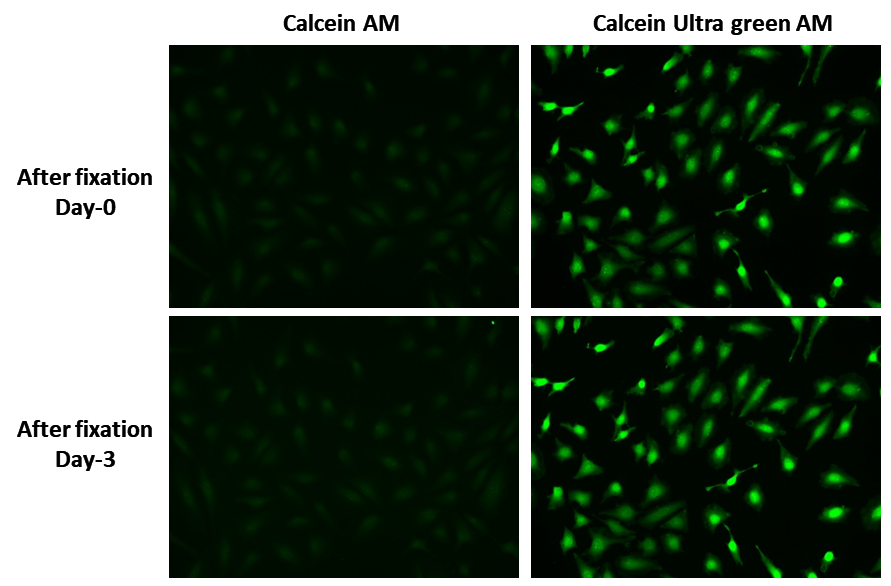 Calcein UltraGreen™ AM - AAT Bioquest