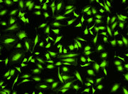 Cell Explorer™ Fixable Live Cell Tracking Kit *Green Fluorescence* - AAT Bioquest