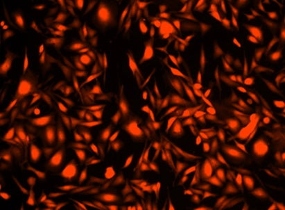 Cell Explorer™ Fixable Live Cell Tracking Kit *Red Fluorescence* - AAT Bioquest