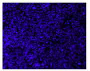 Cell Explorer™ Live Cell Labeling Kit *Blue Fluorescence with 405 nm Excitation* - AAT Bioquest