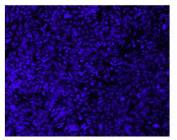 Cell Explorer™ Live Cell Labeling Kit *Blue Fluorescence with 405 nm Excitation* - AAT Bioquest