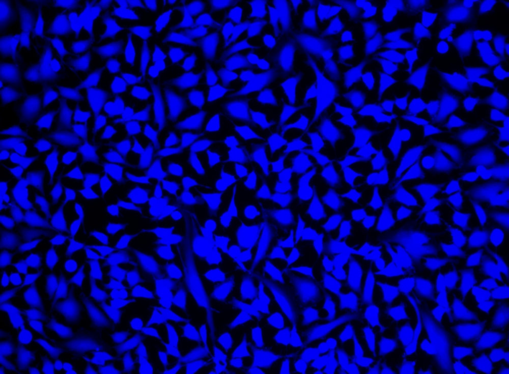Cell Explorer™ Live Cell Labeling Kit *Blue Fluorescence* - AAT Bioquest