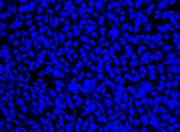 Cell Explorer™ Live Cell Labeling Kit *Blue Fluorescence* - AAT Bioquest