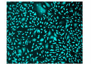 Cell Explorer™ Live Cell Labeling Kit *Green Fluorescence with 405 nm Excitation* - AAT Bioquest