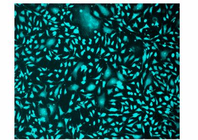 Cell Explorer™ Live Cell Labeling Kit *Green Fluorescence with 405 nm Excitation* - AAT Bioquest