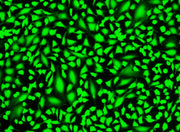 Cell Explorer™ Live Cell Labeling Kit *Green Fluorescence* - AAT Bioquest