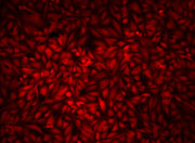 Cell Explorer™ Live Cell Labeling Kit *Orange Fluorescence with 405 nm Excitation* - AAT Bioquest
