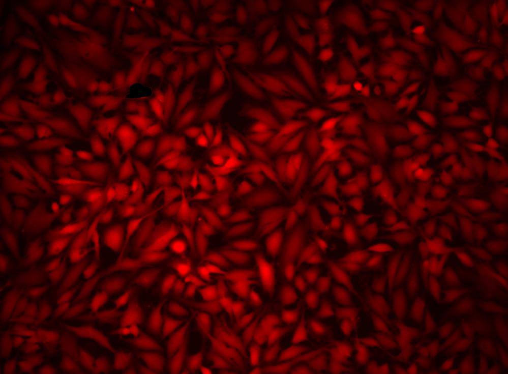 Cell Explorer™ Live Cell Labeling Kit *Orange Fluorescence with 405 nm Excitation* - AAT Bioquest