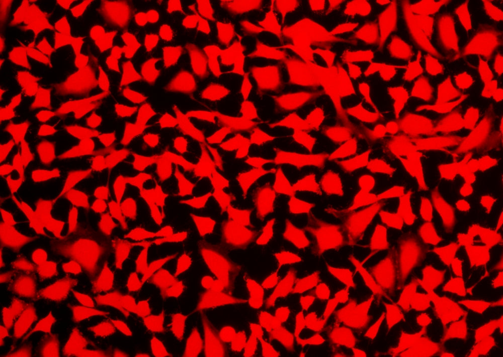 Cell Explorer™ Live Cell Labeling Kit *Red Fluorescence* - AAT Bioquest