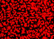 Cell Explorer™ Live Cell Labeling Kit *Red Fluorescence* - AAT Bioquest