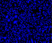 Cell Explorer™ Live Cell Tracking Kit *Blue Fluorescence* - AAT Bioquest