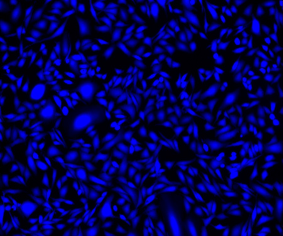 Cell Explorer™ Live Cell Tracking Kit *Blue Fluorescence* - AAT Bioquest