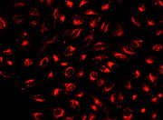 Cell Explorer™ Live Cell Tracking Kit *Deep Red Fluorescence* - AAT Bioquest