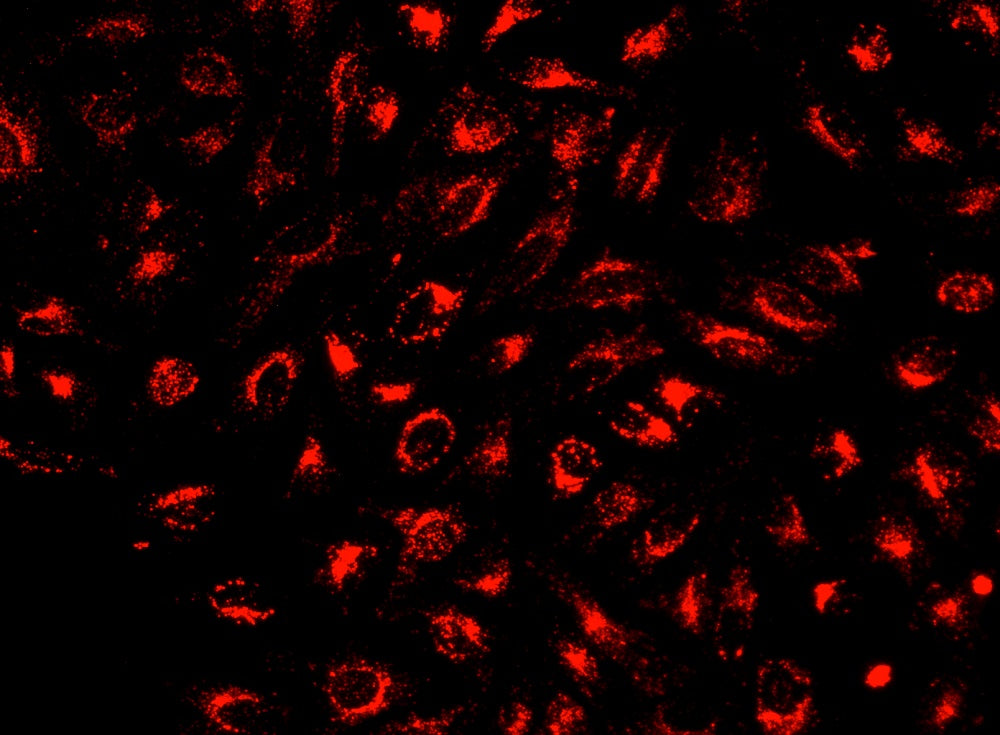 Cell Explorer™ Live Cell Tracking Kit *Deep Red Fluorescence* - AAT Bioquest