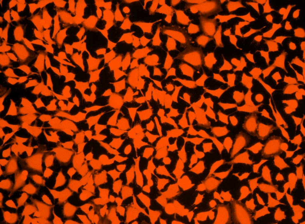 Cell Explorer™ Live Cell Tracking Kit *Orange Fluorescence* - AAT Bioquest