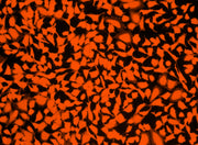 Cell Explorer™ Live Cell Tracking Kit *Orange Fluorescence* - AAT Bioquest