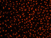 Cell Explorer™ Live Cell Tracking Kit *Red Fluorescence* - AAT Bioquest