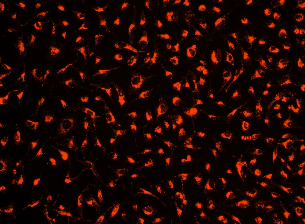 Cell Explorer™ Live Cell Tracking Kit *Red Fluorescence* - AAT Bioquest