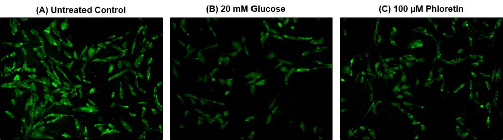 Cell Meter™ 2-NBDG Glucose Uptake Assay Kit - AAT Bioquest