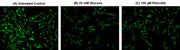 Cell Meter™ 2-NBDG Glucose Uptake Assay Kit - AAT Bioquest