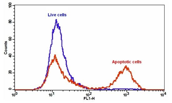 Cell Meter™ Annexin V Binding Apoptosis Assay Kit *Green Fluorescence Optimized for Flow Cytometry* - AAT Bioquest