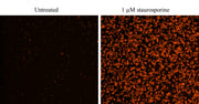Cell Meter™ Annexin V Binding Apoptosis Assay Kit *Orange Fluorescence Optimized for Flow Cytometry* - AAT Bioquest