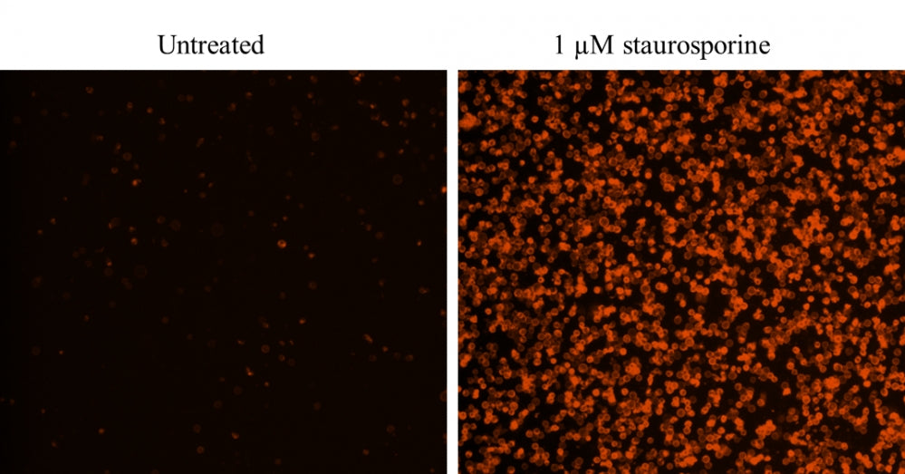 Cell Meter™ Annexin V Binding Apoptosis Assay Kit *Orange Fluorescence Optimized for Flow Cytometry* - AAT Bioquest