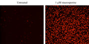 Cell Meter™ Annexin V Binding Apoptosis Assay Kit *Red Fluorescence Optimized for Flow Cytometry* - AAT Bioquest