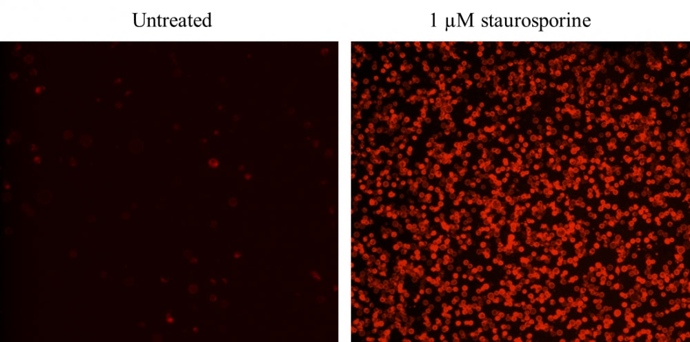 Cell Meter™ Annexin V Binding Apoptosis Assay Kit *Red Fluorescence Optimized for Flow Cytometry* - AAT Bioquest