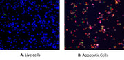 Cell Meter™ Apoptotic and Necrotic Multiplexing Detection Kit II *Triple Fluorescence Colors* - AAT Bioquest