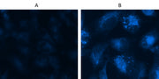Cell Meter™ Autophagy Assay Kit *Blue Fluorescence* - AAT Bioquest