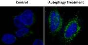 Cell Meter™ Autophagy Assay Kit *Green Fluorescence* - AAT Bioquest