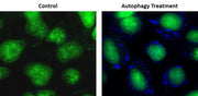 Cell Meter™ Autophagy Fluorescence Imaging Kit - AAT Bioquest