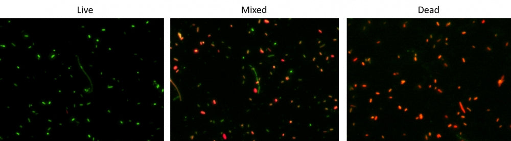 MycoLight™ Bacterial Viability Assay Kit - AAT Bioquest