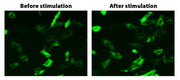 Cell Meter™ Beta-Arrestin Translocation GPCR Signaling Kit - AAT Bioquest