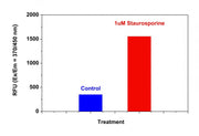 Cell Meter™ Caspase 8 Activity Apoptosis Assay Kit *Blue Fluorescence* - AAT Bioquest